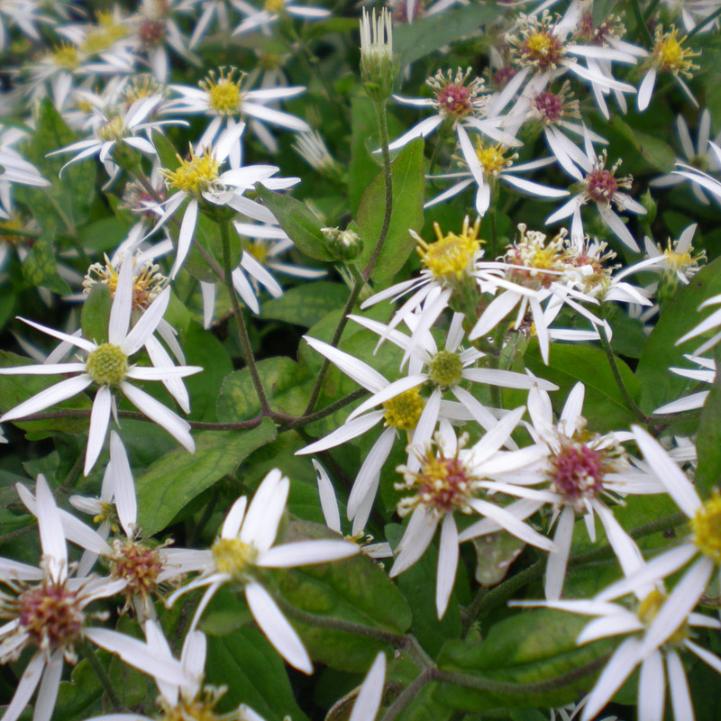 Aster