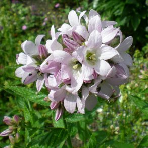 Campanula - Klokkeblomst