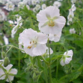 Geranium - Storkenæb