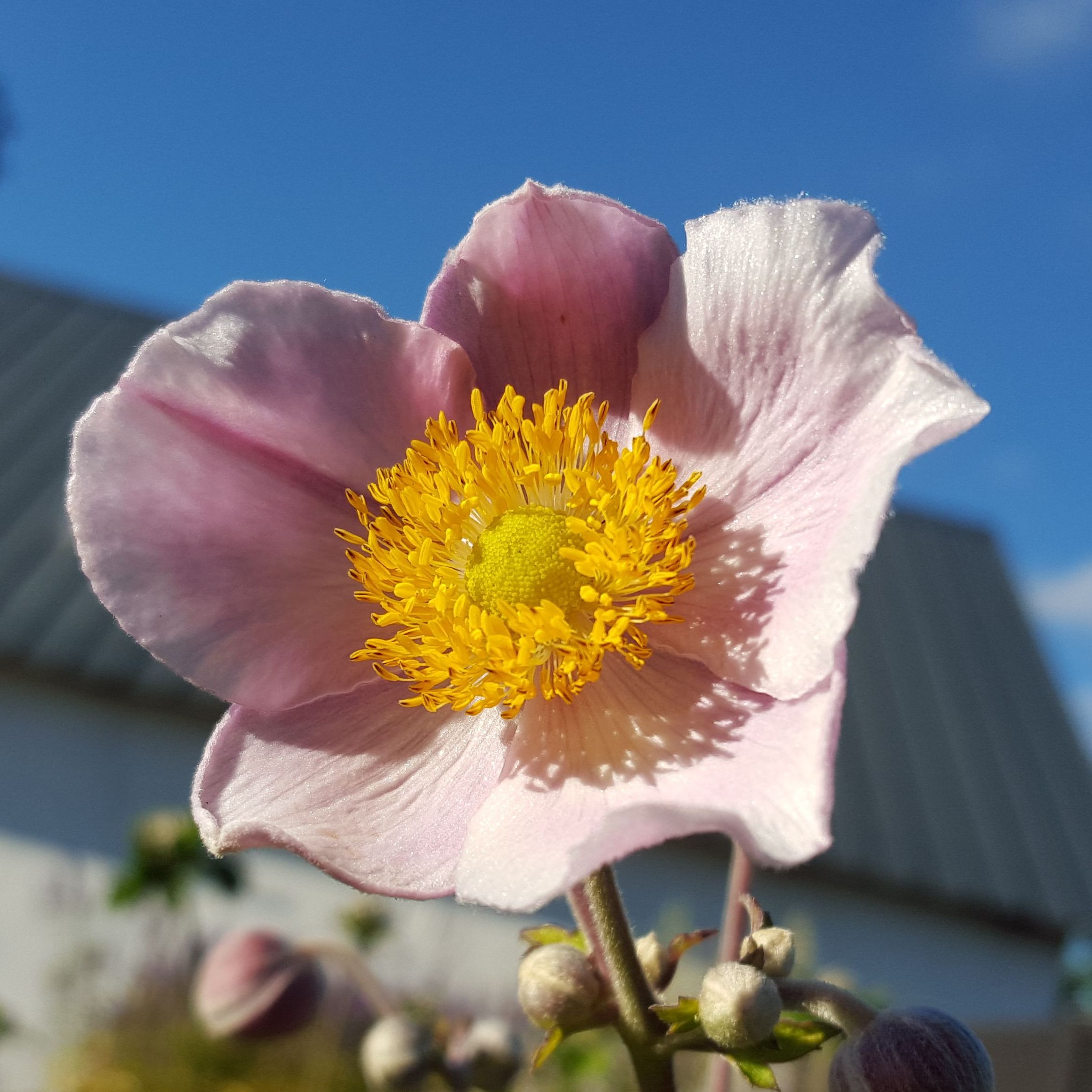 Anemone Hybrida 'Richard Ahrens'. Høstanemone