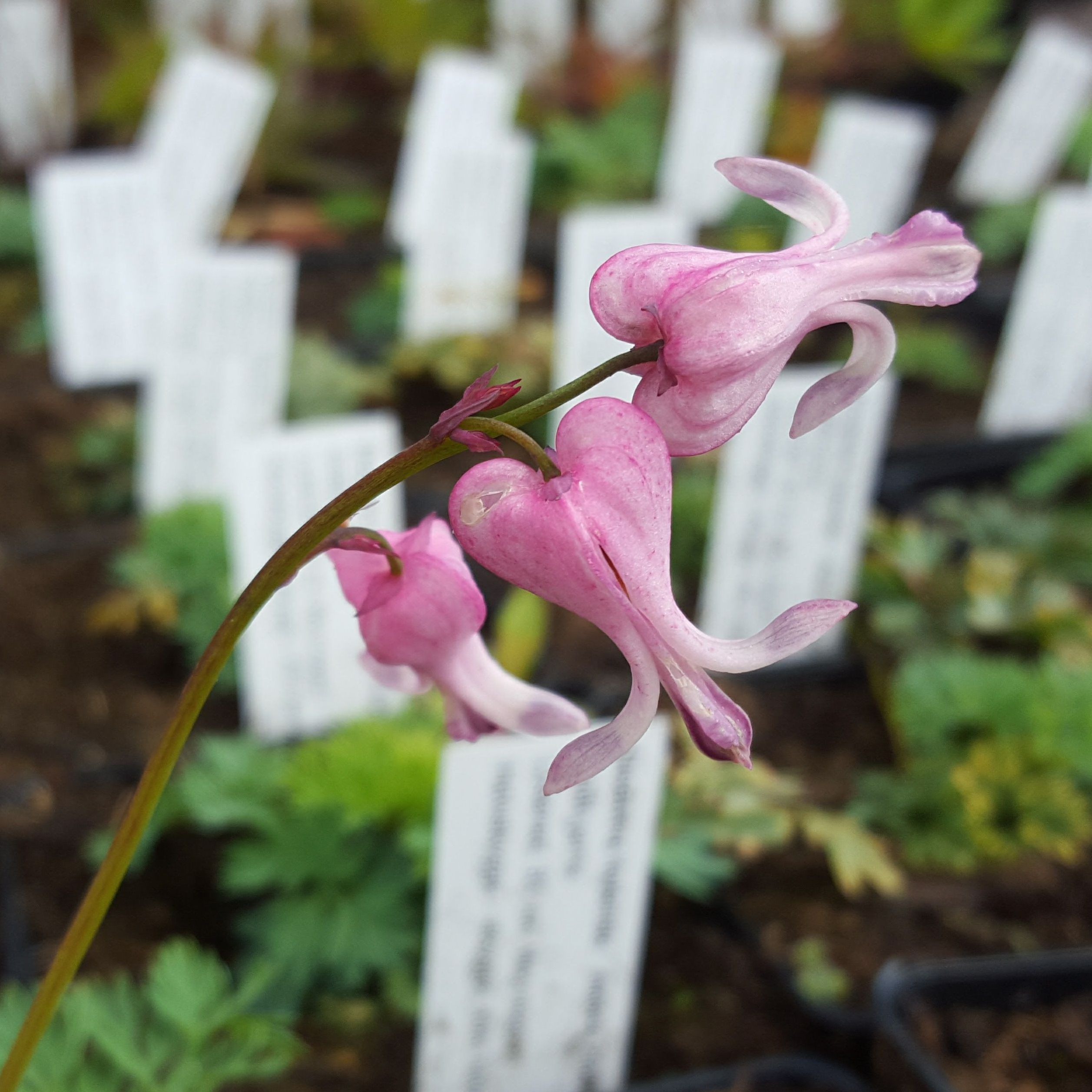 Dicentra hybrida 'Amore Pink' Småhjerte
