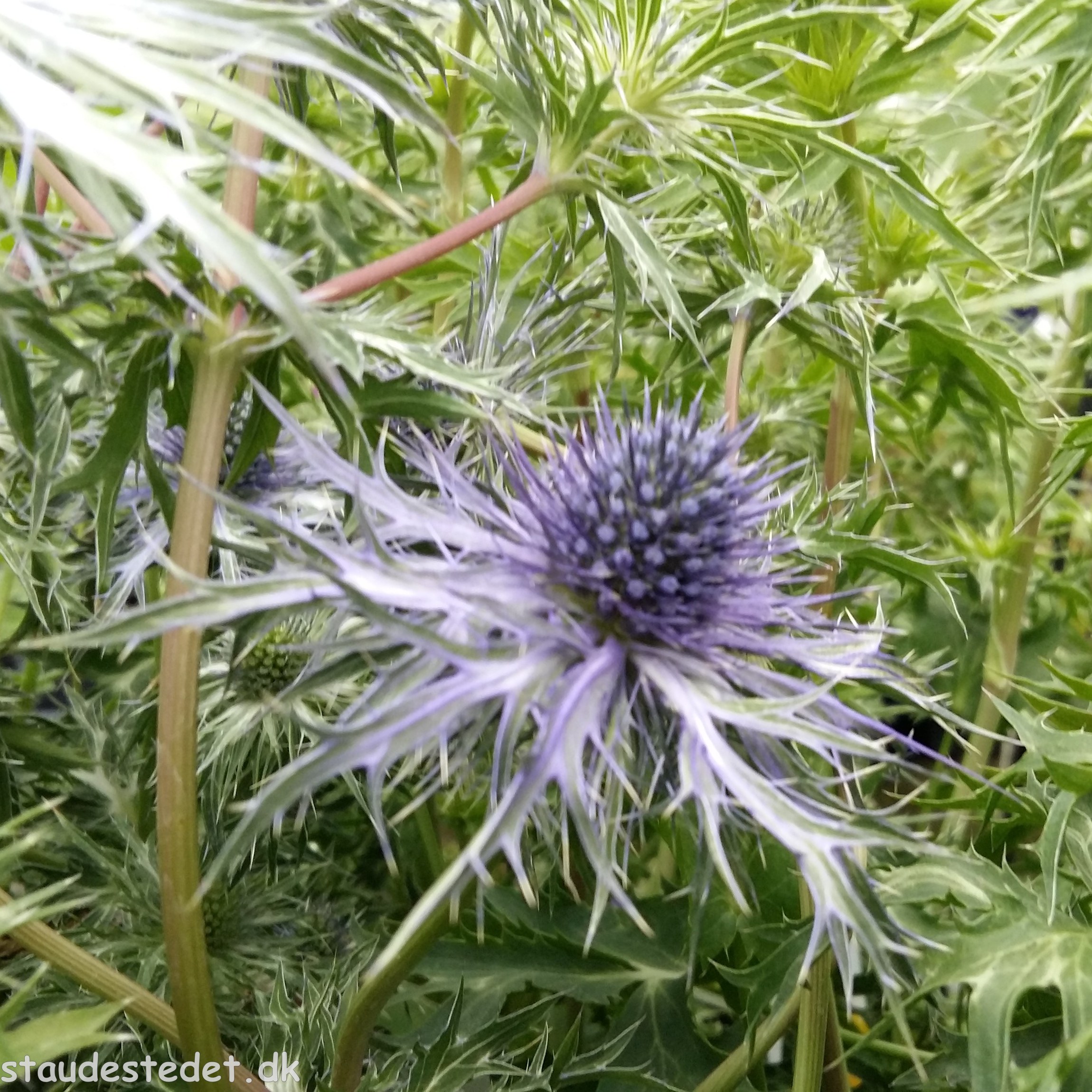 Eryngium bourgatii 'Pen Blue'