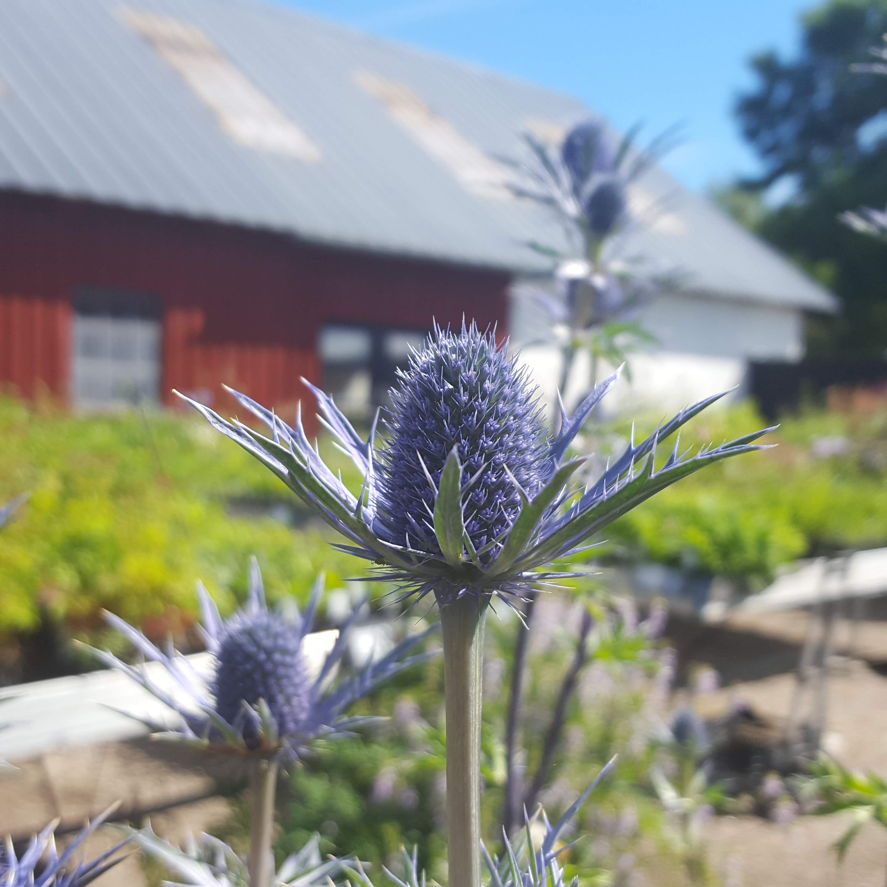 Eryngium zabelii 'Violetta'. Mandstro