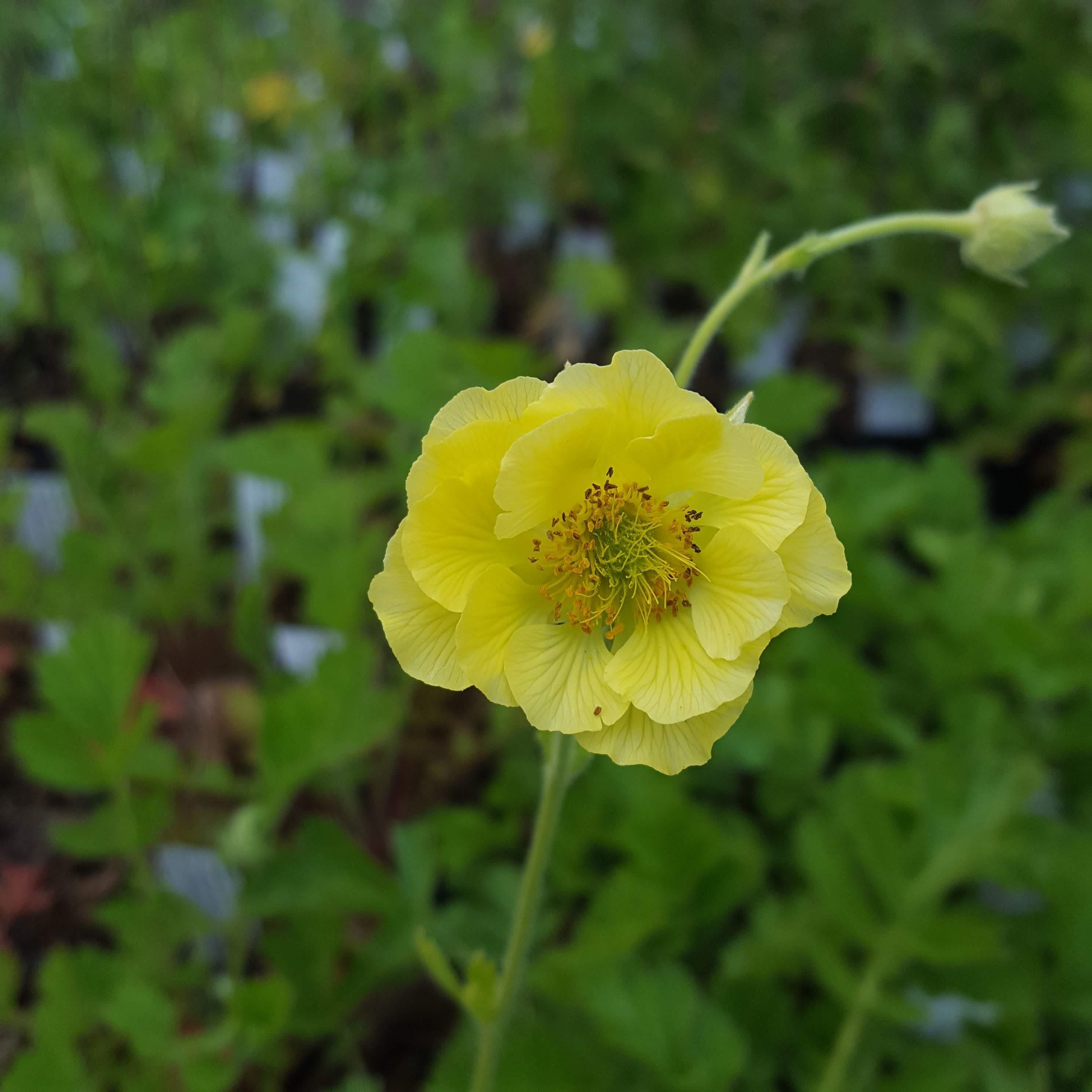 Geum 'Banana Daiquiri