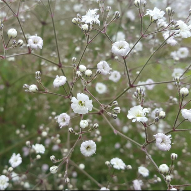 rosa brudeslør staude rosa brudeslør staude