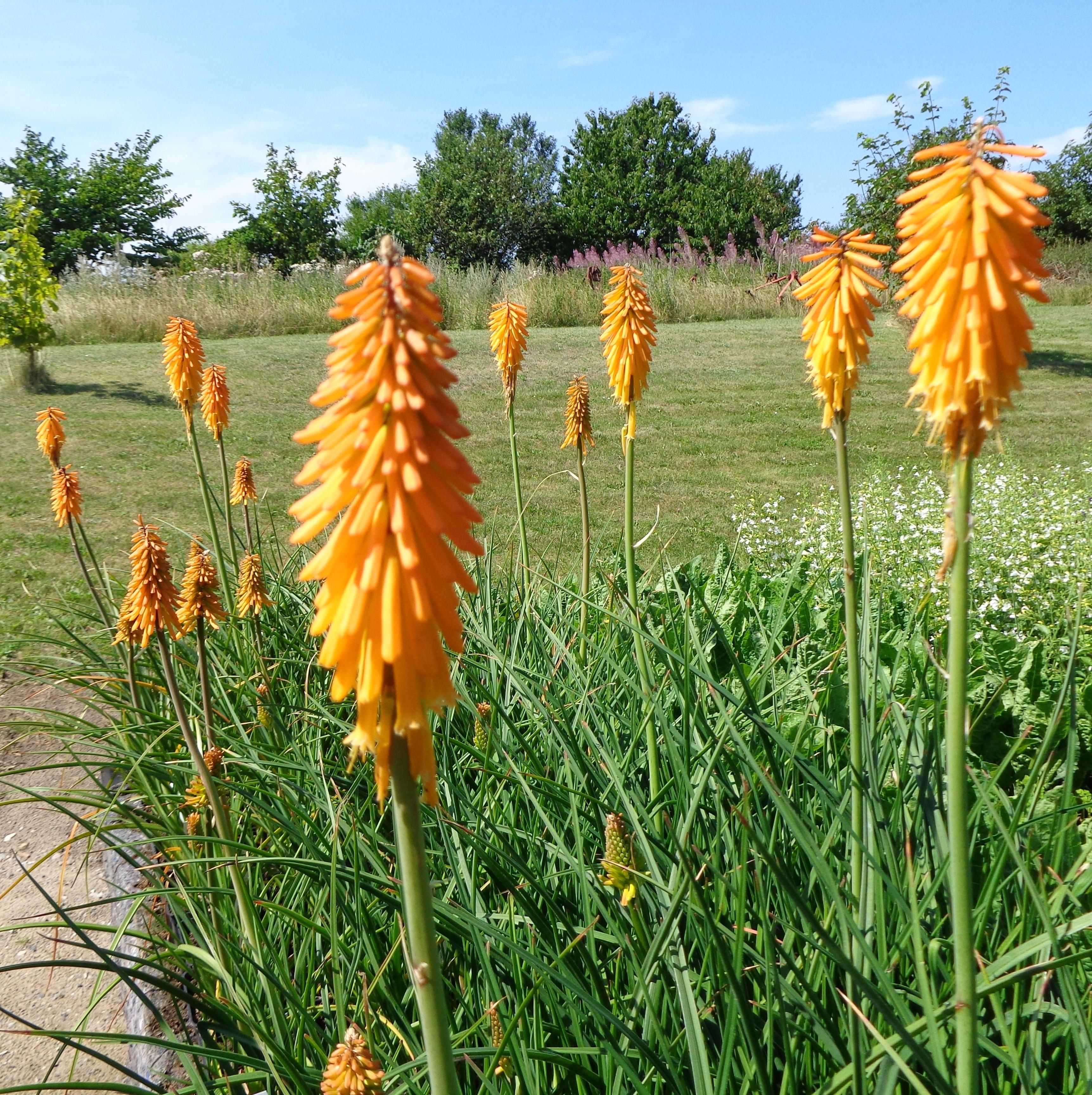 Raketblomst Kniphofia Staudestedet