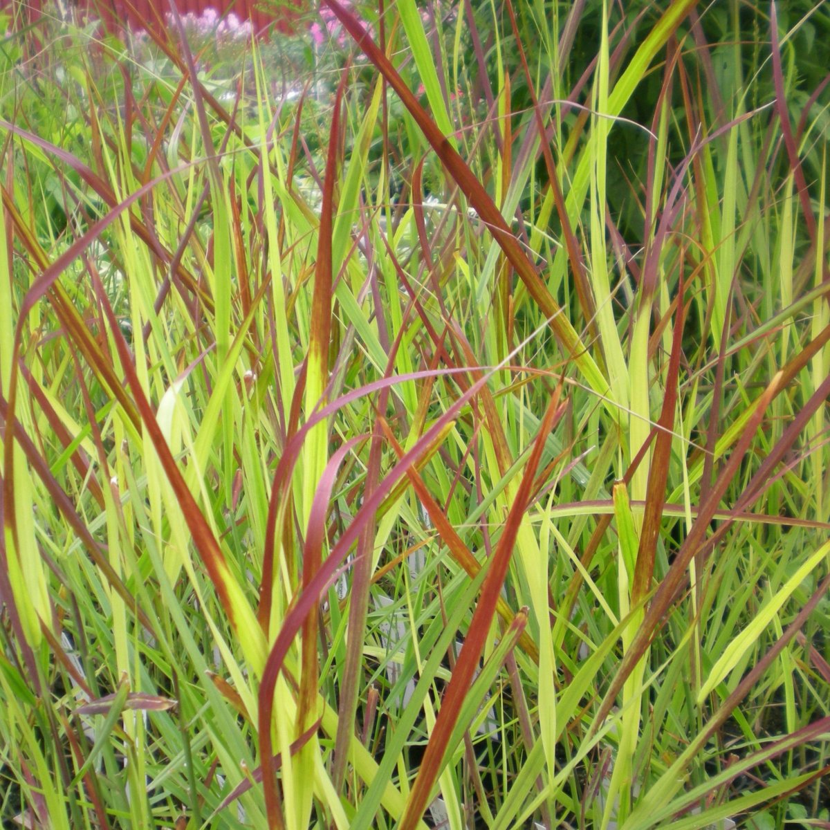 Panicum Virgatum Rehbraun Hirse