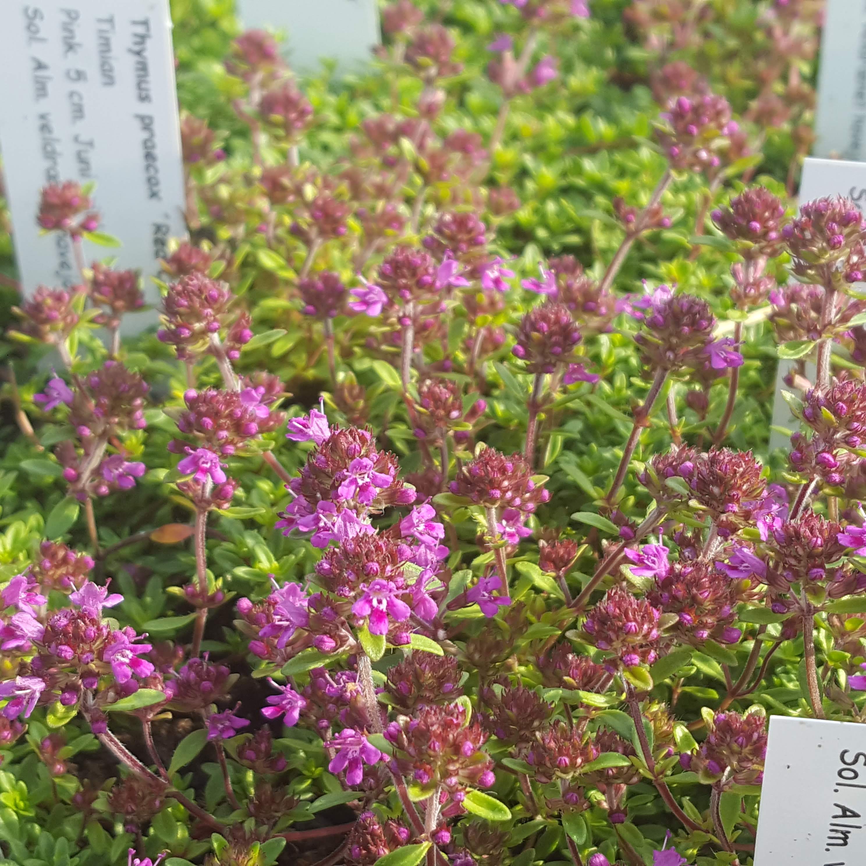 Thymus praecox 'Coccineus'. Timian