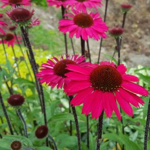 Purpursolhat - Echinacea