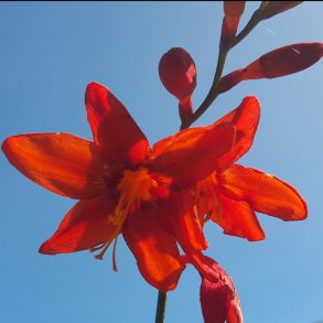 Montbretia - Crocosmia