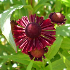 Helenium - Solbrud