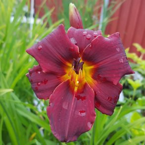 Daglilje - Hemerocallis