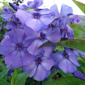 Floks - Phlox
