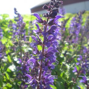 Salvie - Salvia