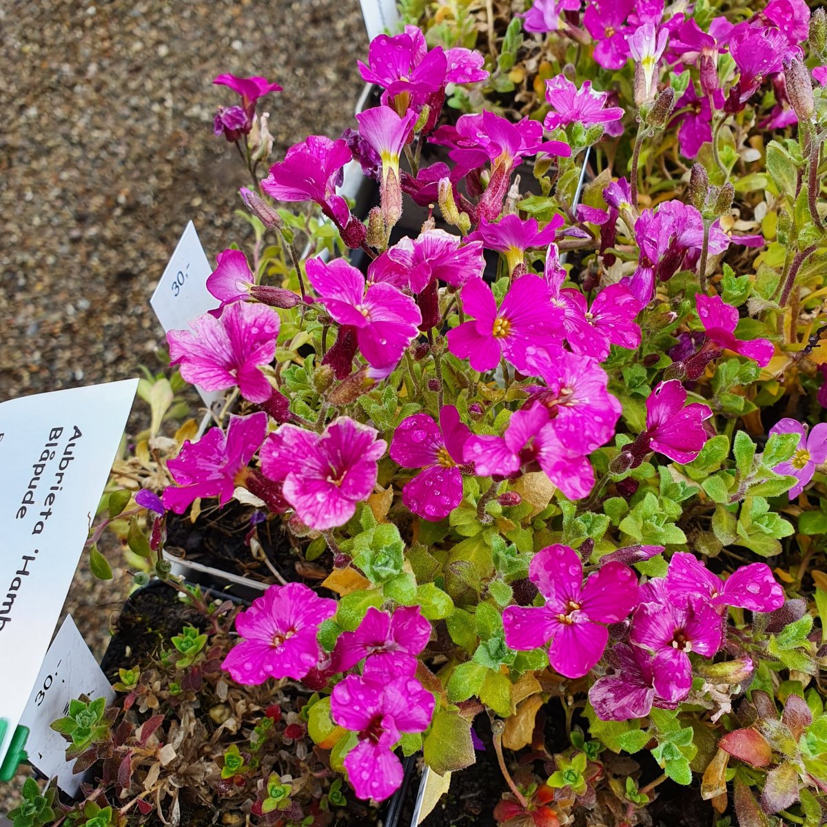 Aubrieta ‘Cascade Red’. Blåpude