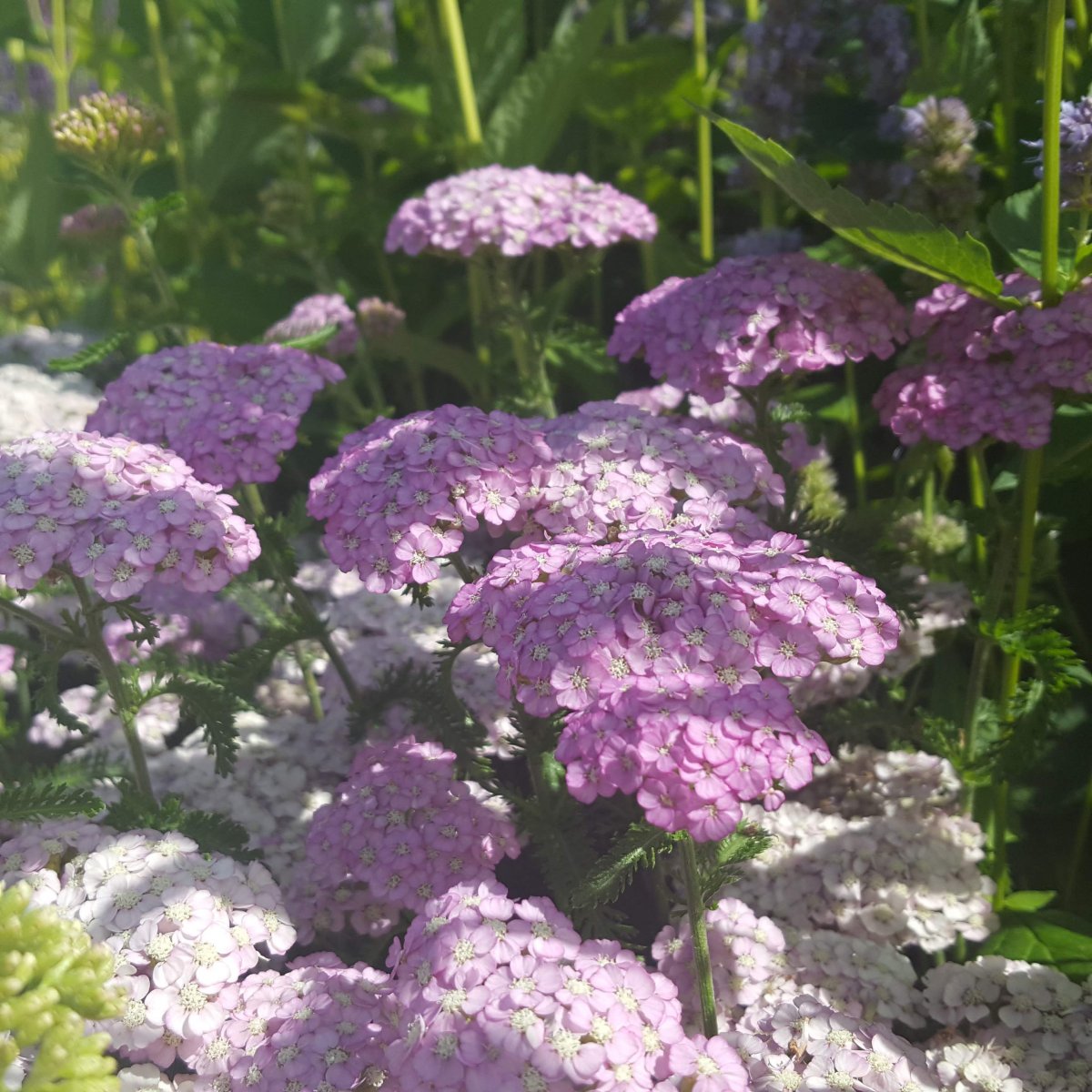 Achillea millefolium 'Apple Blossom'. Røllike