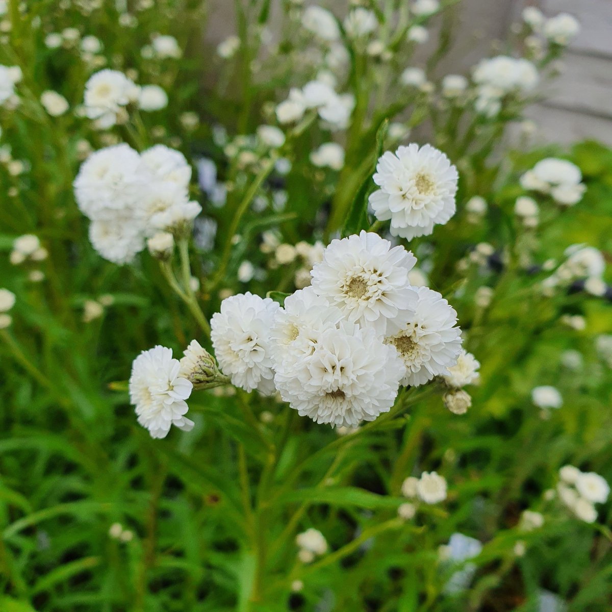 Achillea ptarmica 'Peter Cottontail'. Nyserøllike