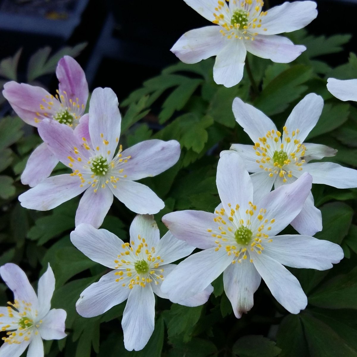  Anemone  Staudestedet