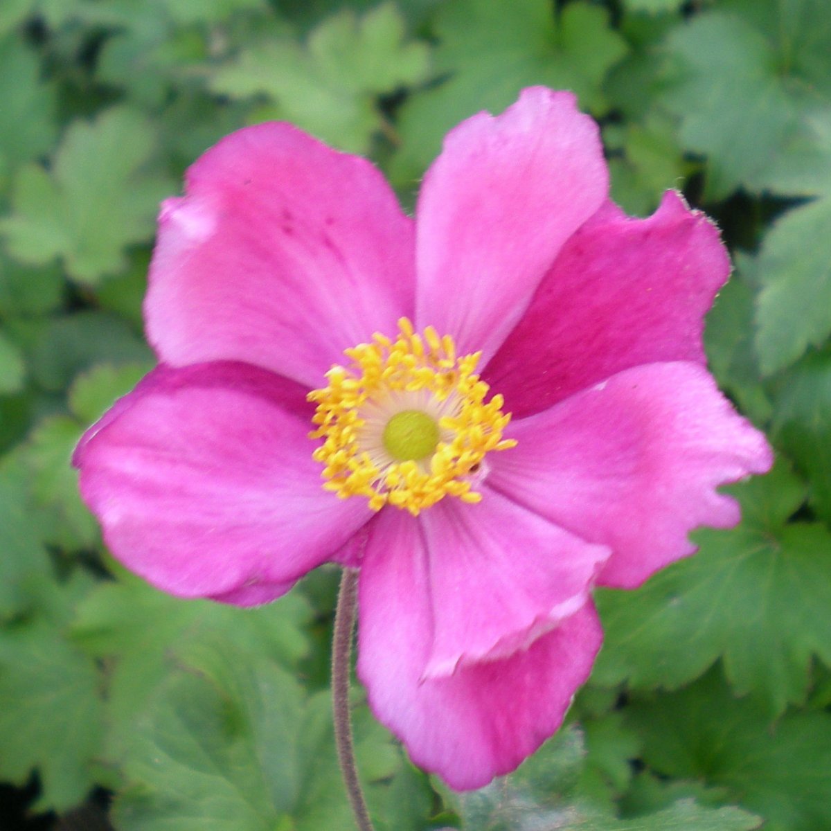 Anemone japonica 'Rosenschale'. Høstanemone