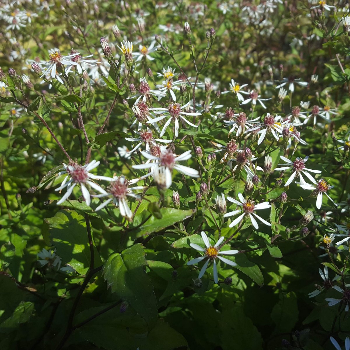 Aster divaricatus 'Eastern Star'. Skovasters