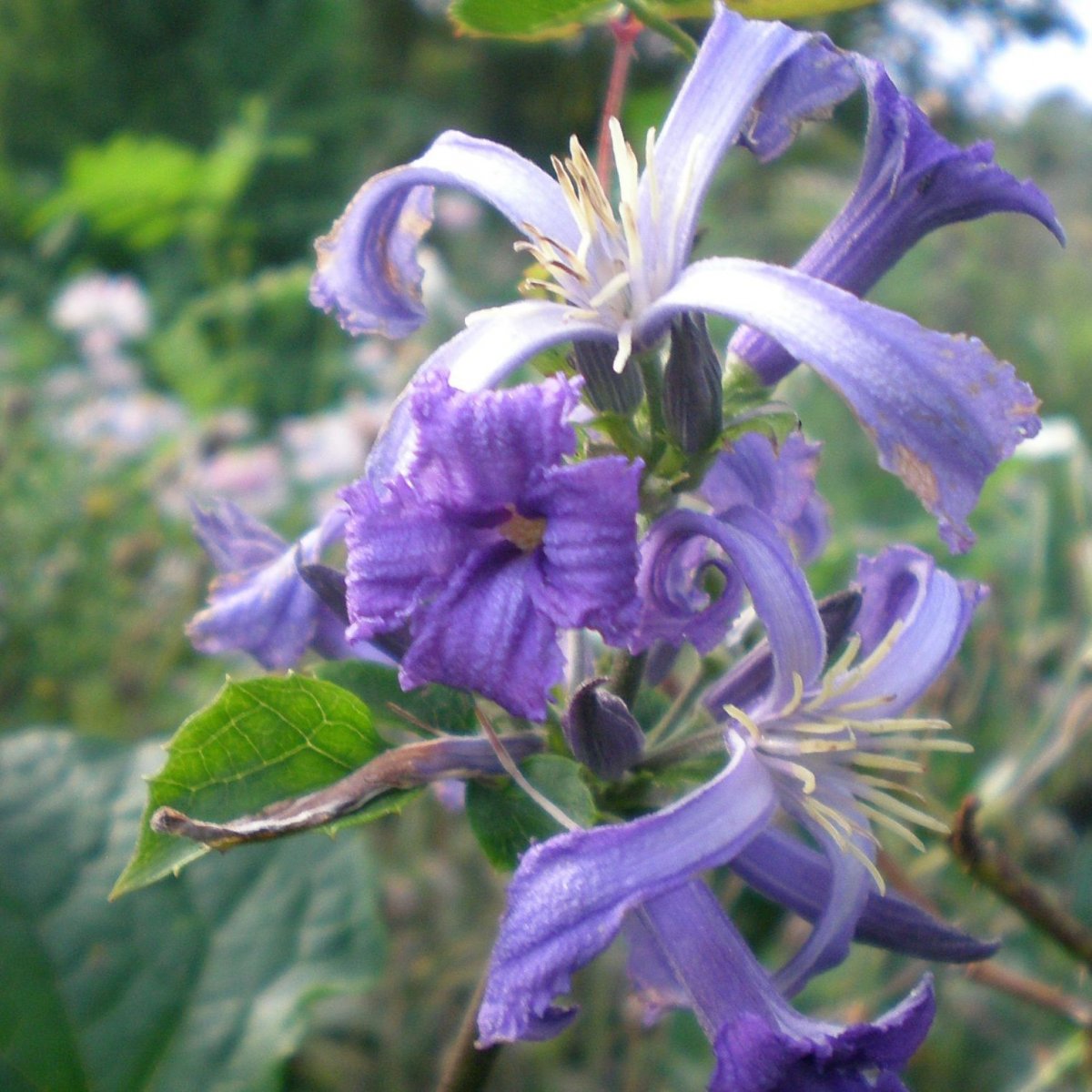 Staudenclematis Cote D'Azur - Clematis Heracleifolia Für Schattige Gartenecken