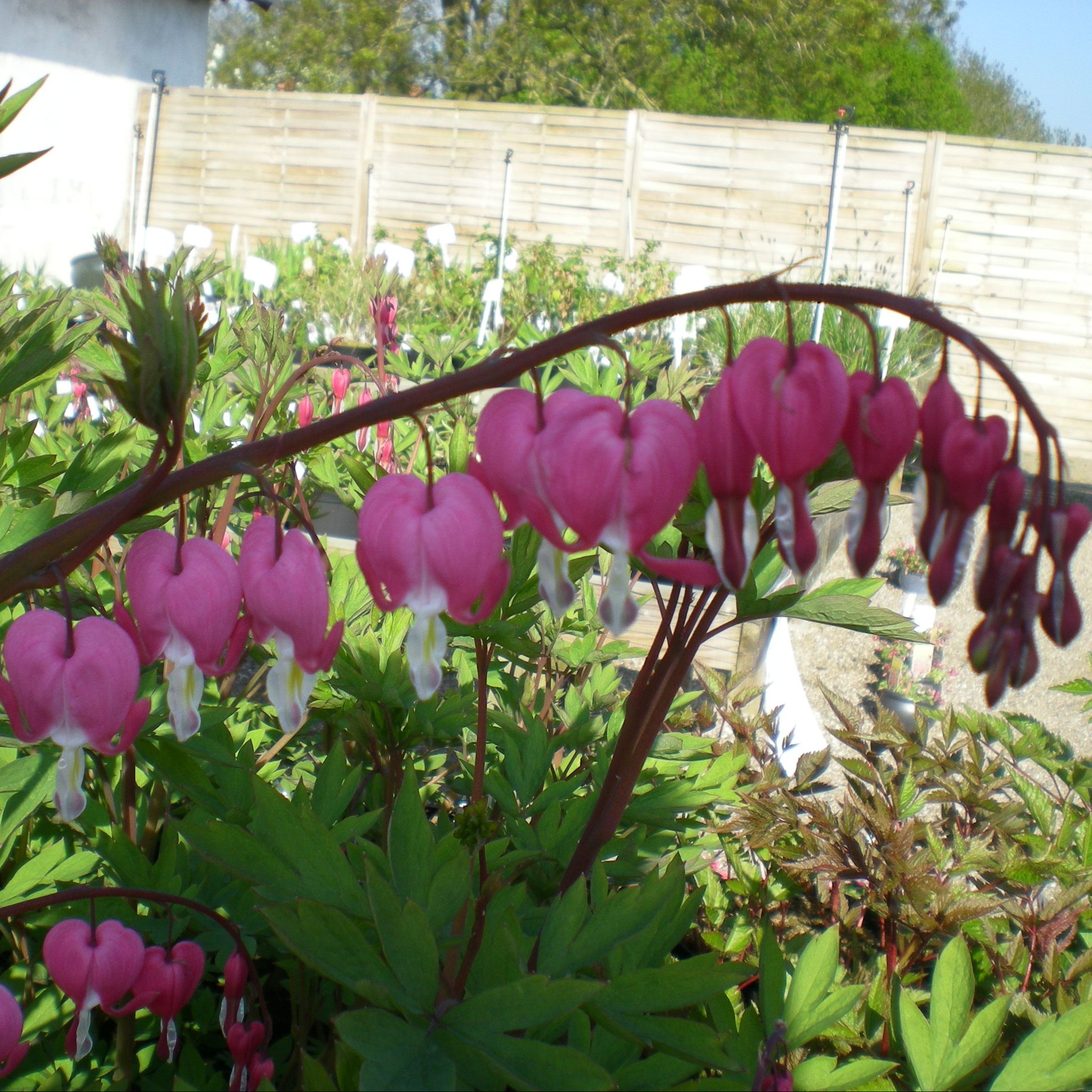 Dicentra spectabilis. Løjtnantshjerte