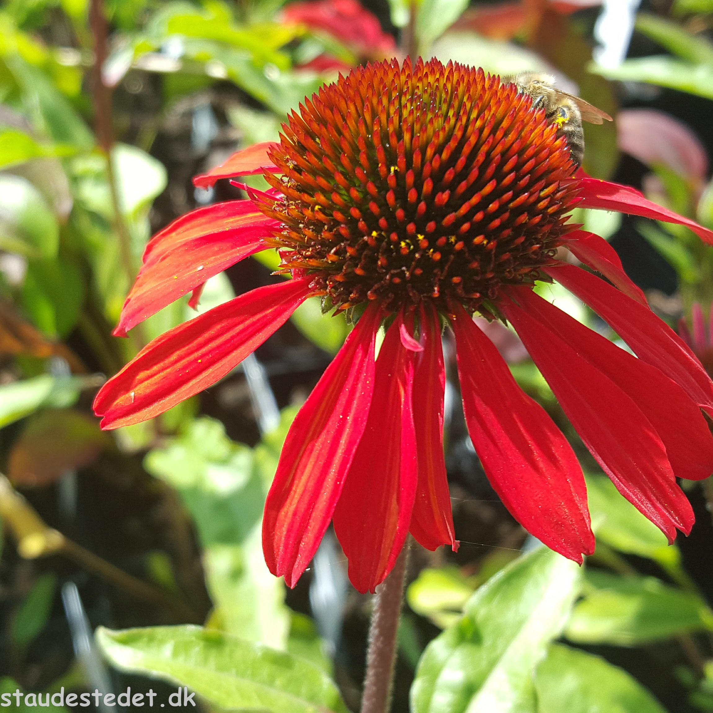 Echinacea SunSeekers 'Orange'. Purpursolhat