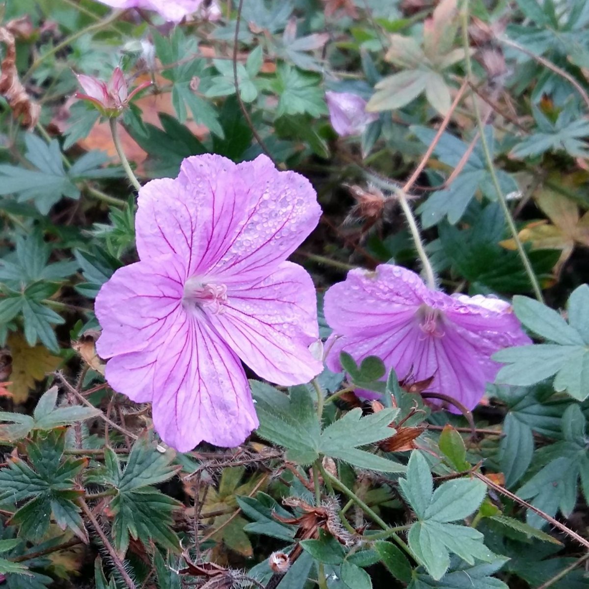 Geranium 'Blushing Turtle'. Storkenæb