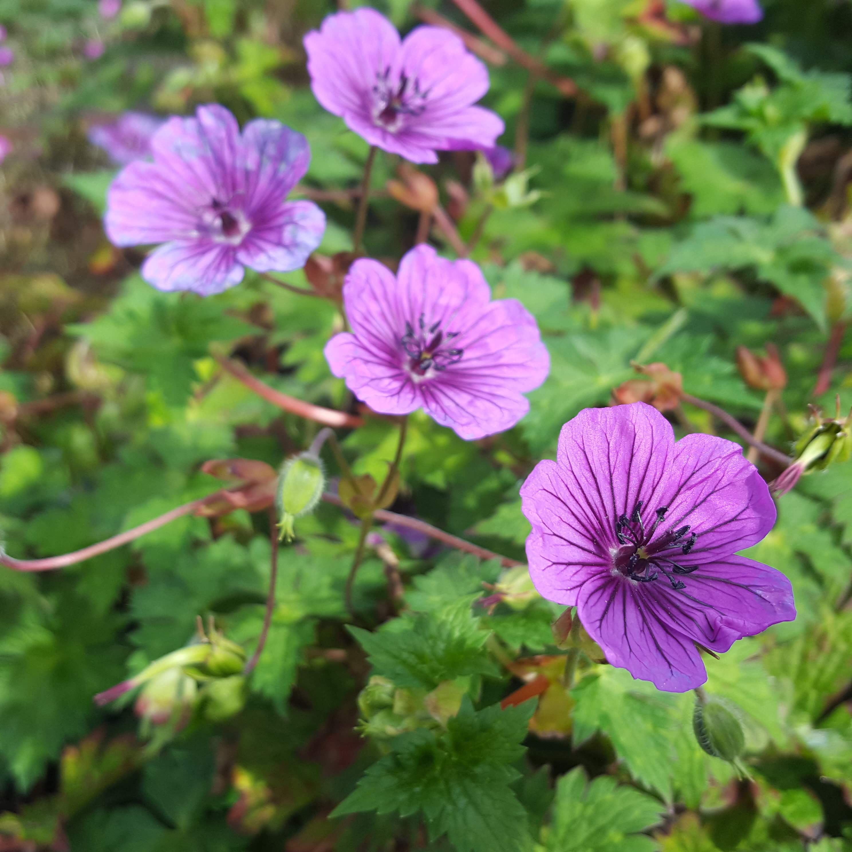 Geranium 'Daily Purple'. Storkenæb
