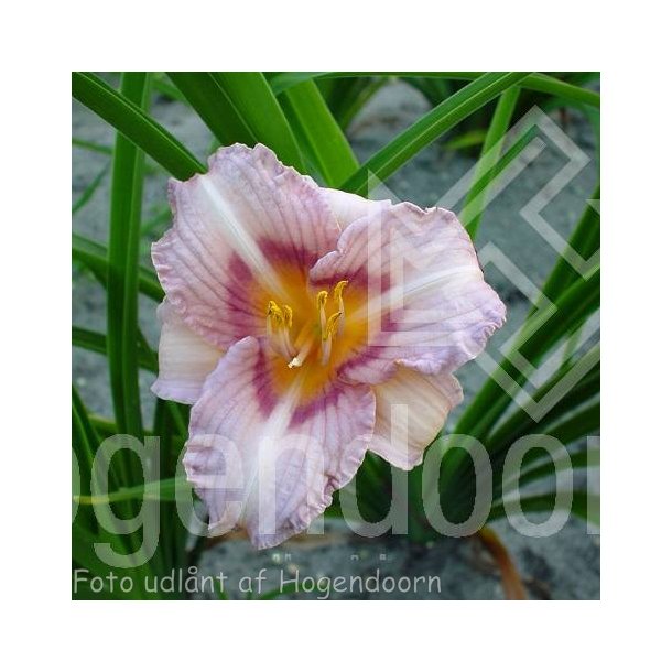 Hemerocallis 'Longfields Glory'. Daglilje