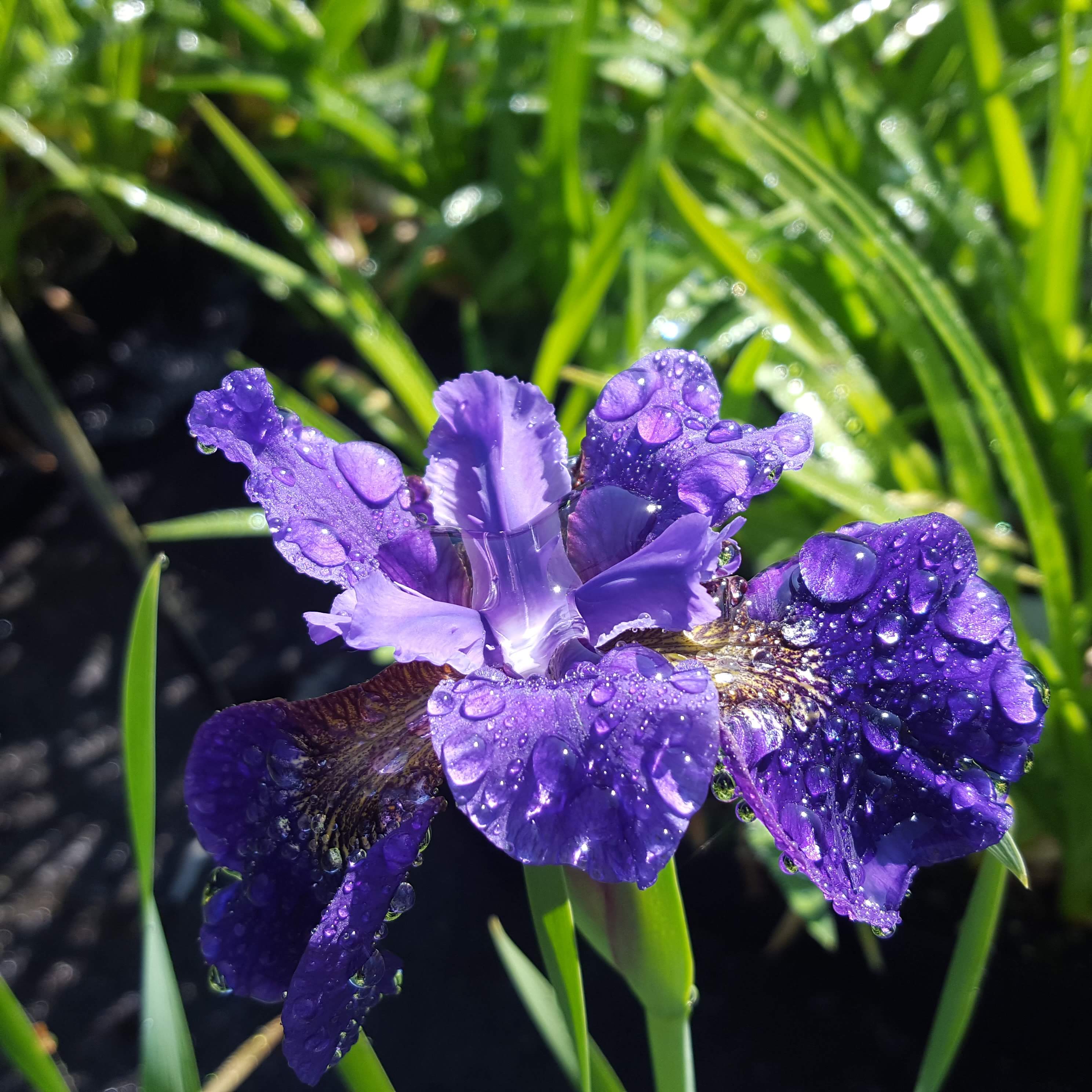 Iris sibirica 'Ruffled Velvet'. Iris