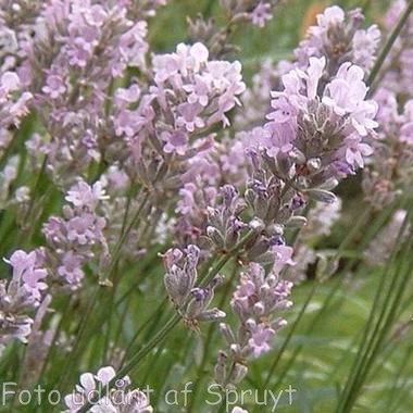 Lavandula angustifolia 'Hidcote Pink'. Lavendel