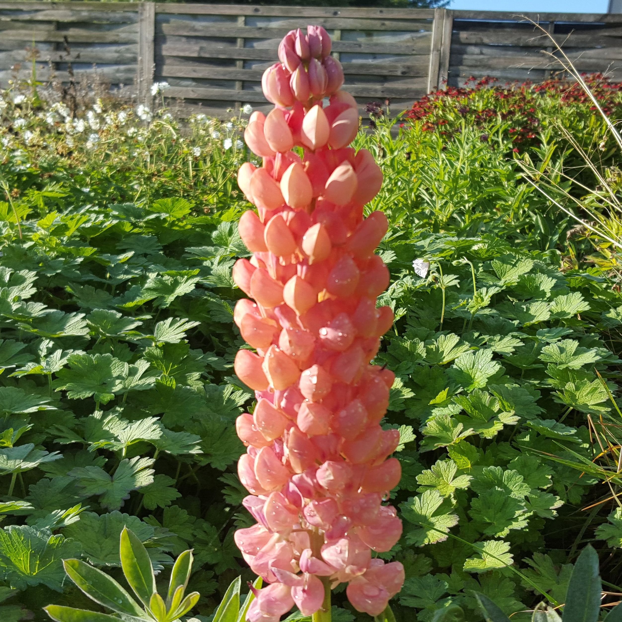 Lupinus ‘Salmon Star’. Lupin