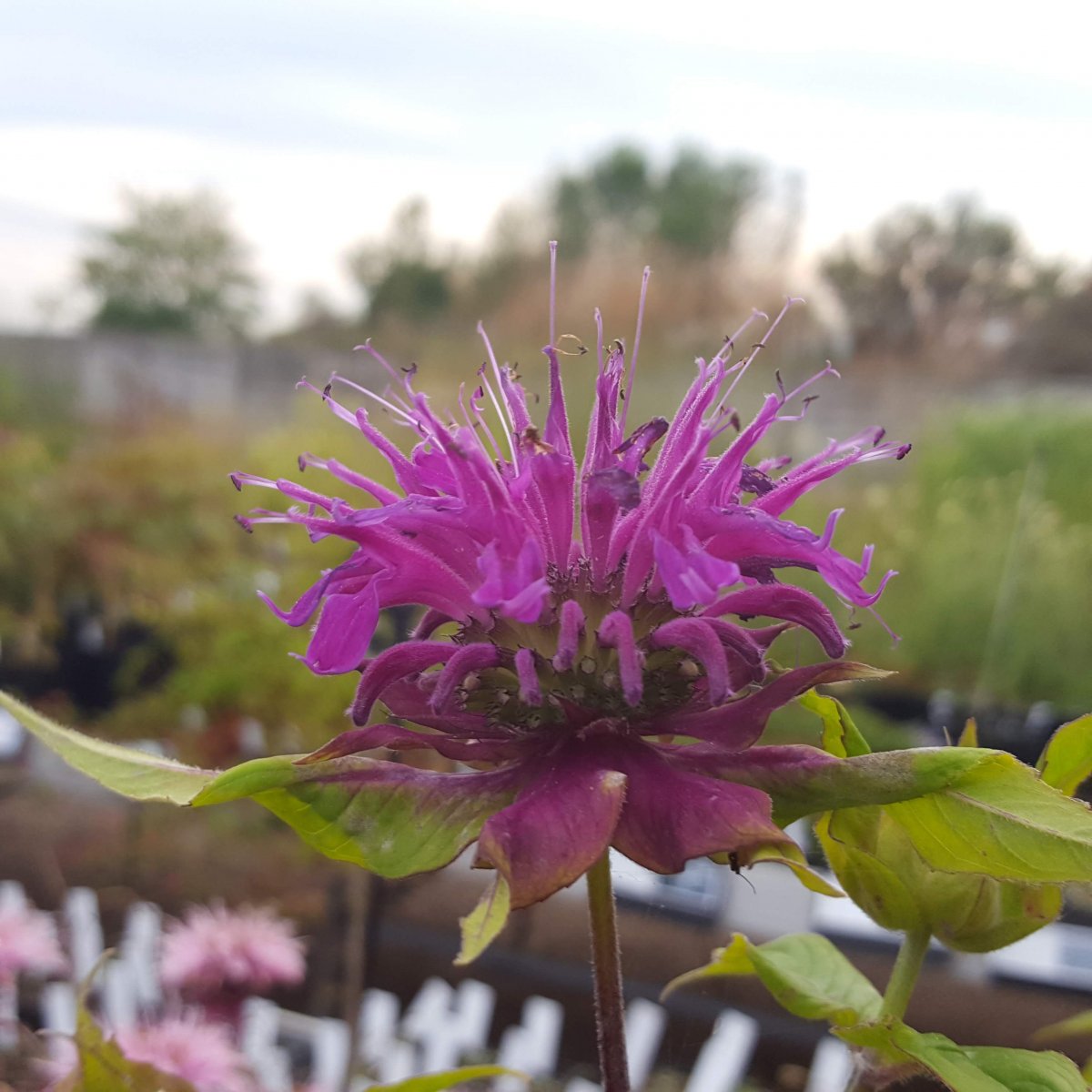 Monarda Marshalls Delight. Hestemynte