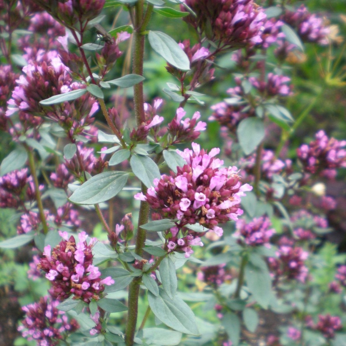 Origanum laevigatum ‘Herrenhausen’. Oregano