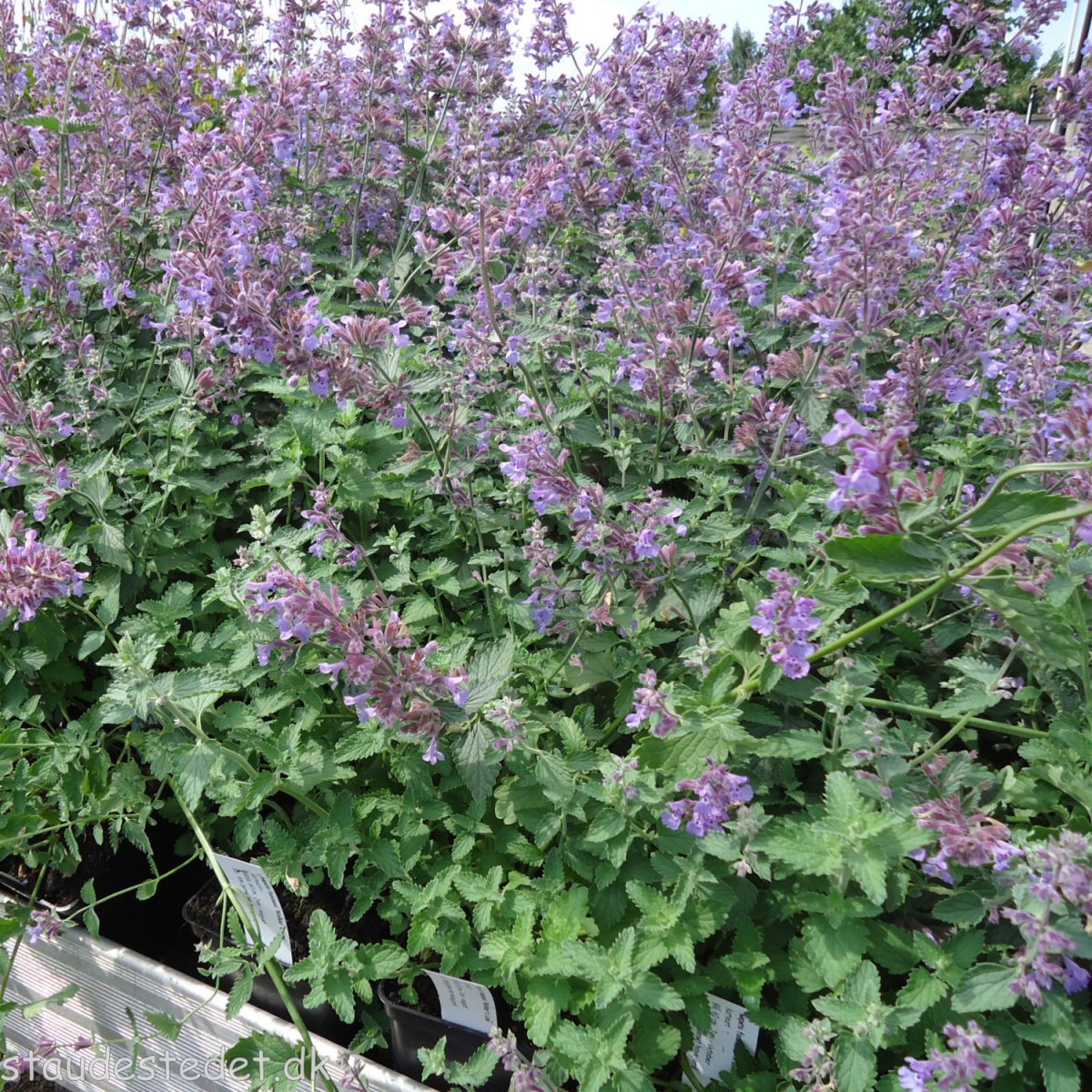 Nepeta faassenii 'Walkers Low'. Katteurt