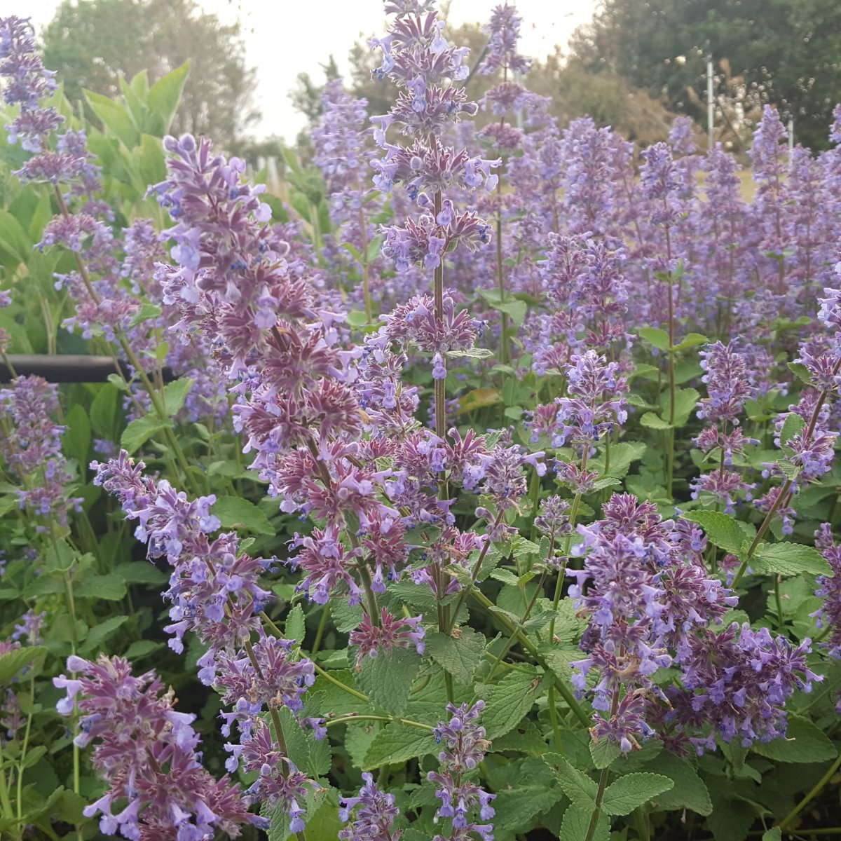 Nepeta grandiflora 'Summer Magic'. Katteurt