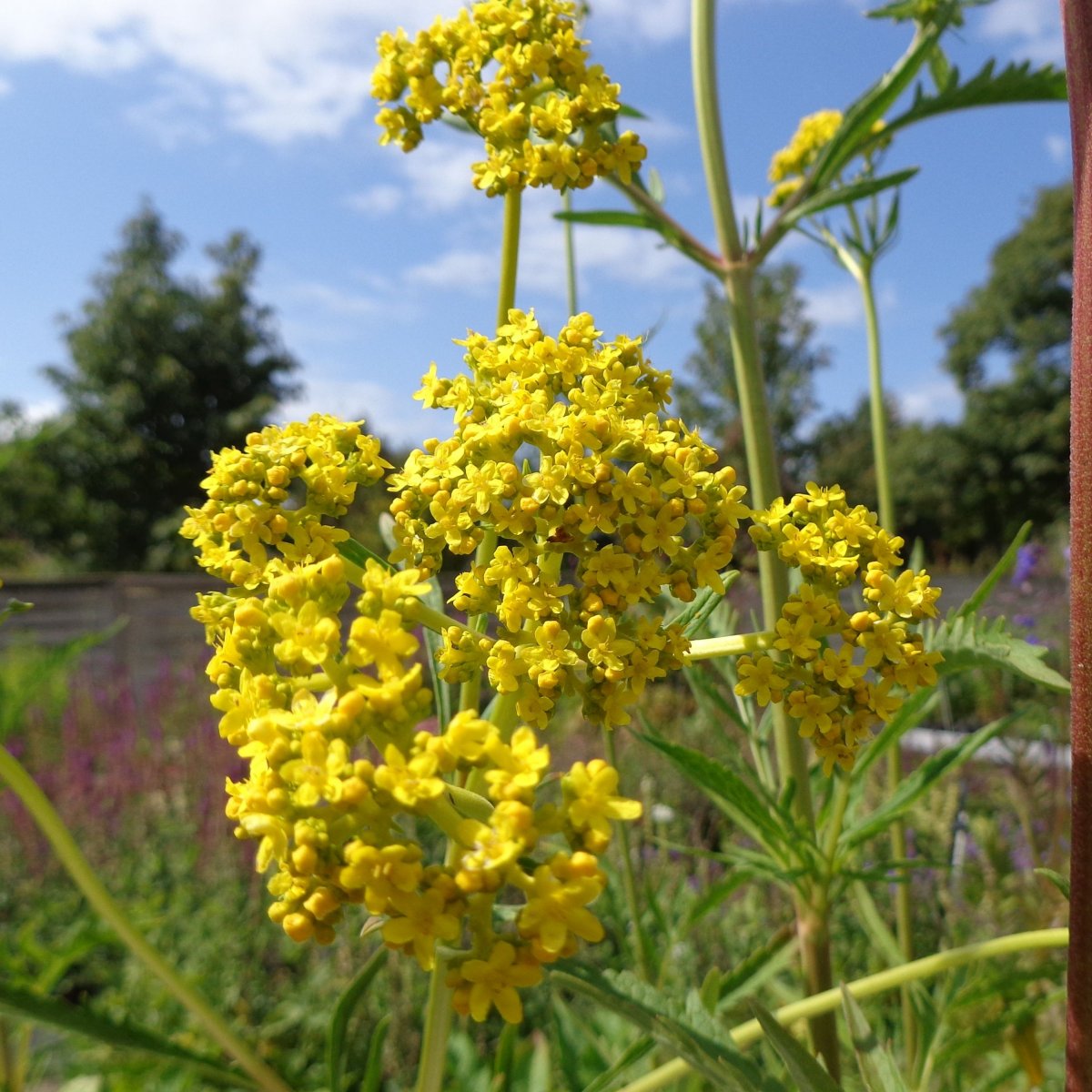 Patrinia scabiosifolia. Guldbaldrian