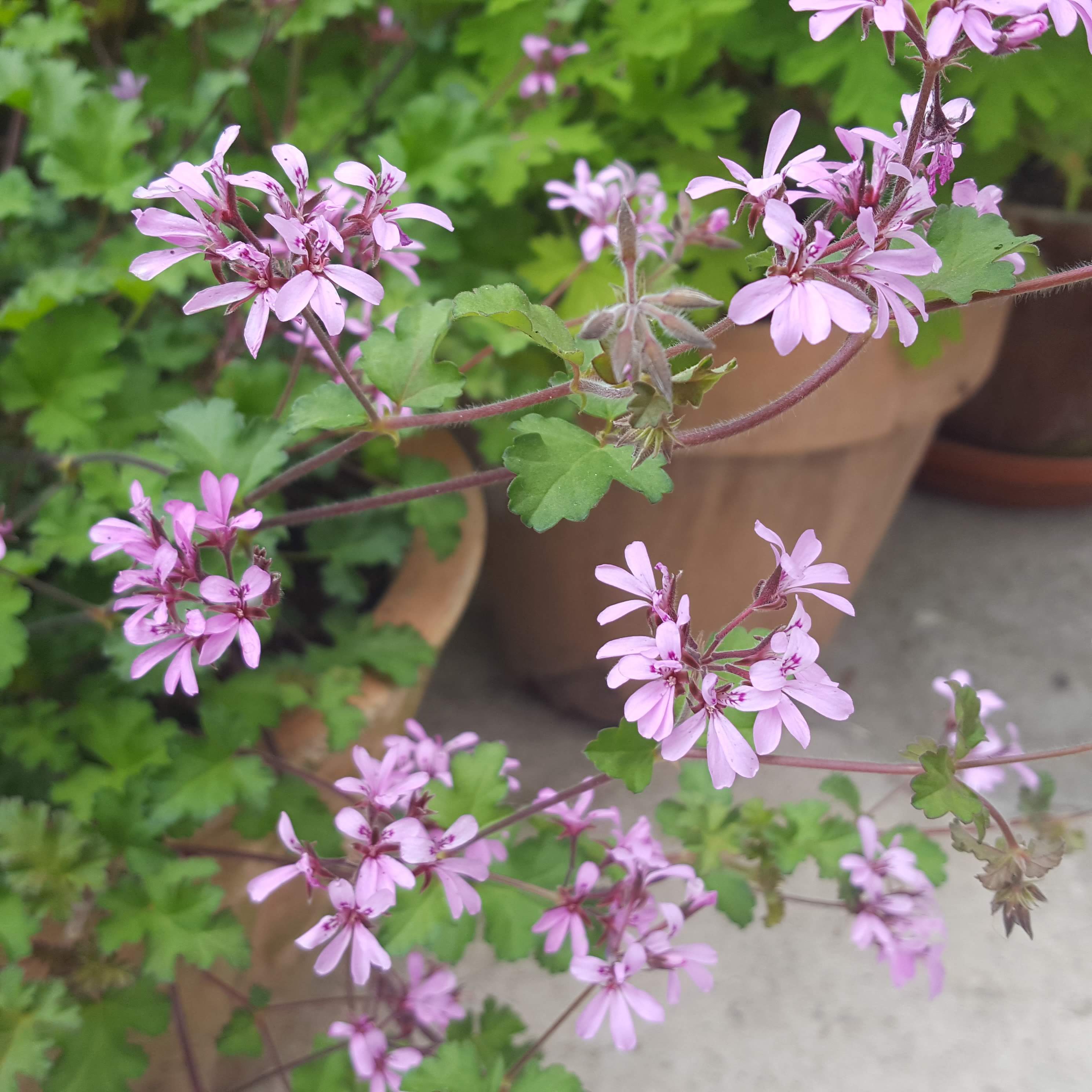 Pelargonium 'Pinki Pinks'. Pelargonia