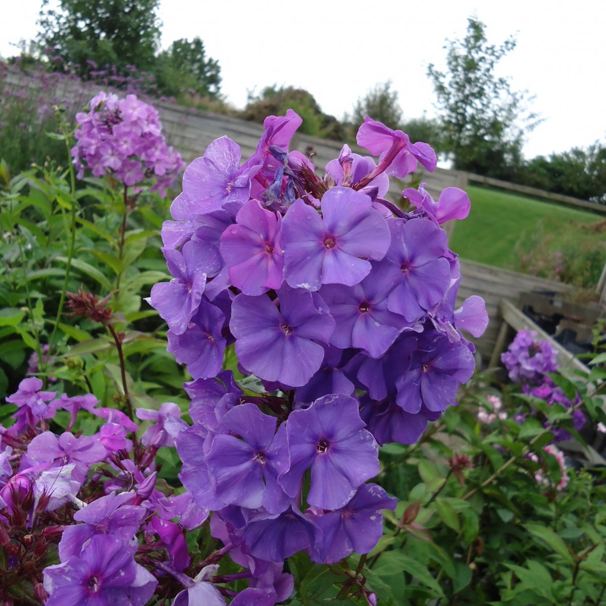 Phlox paniculata 'Amethyst'