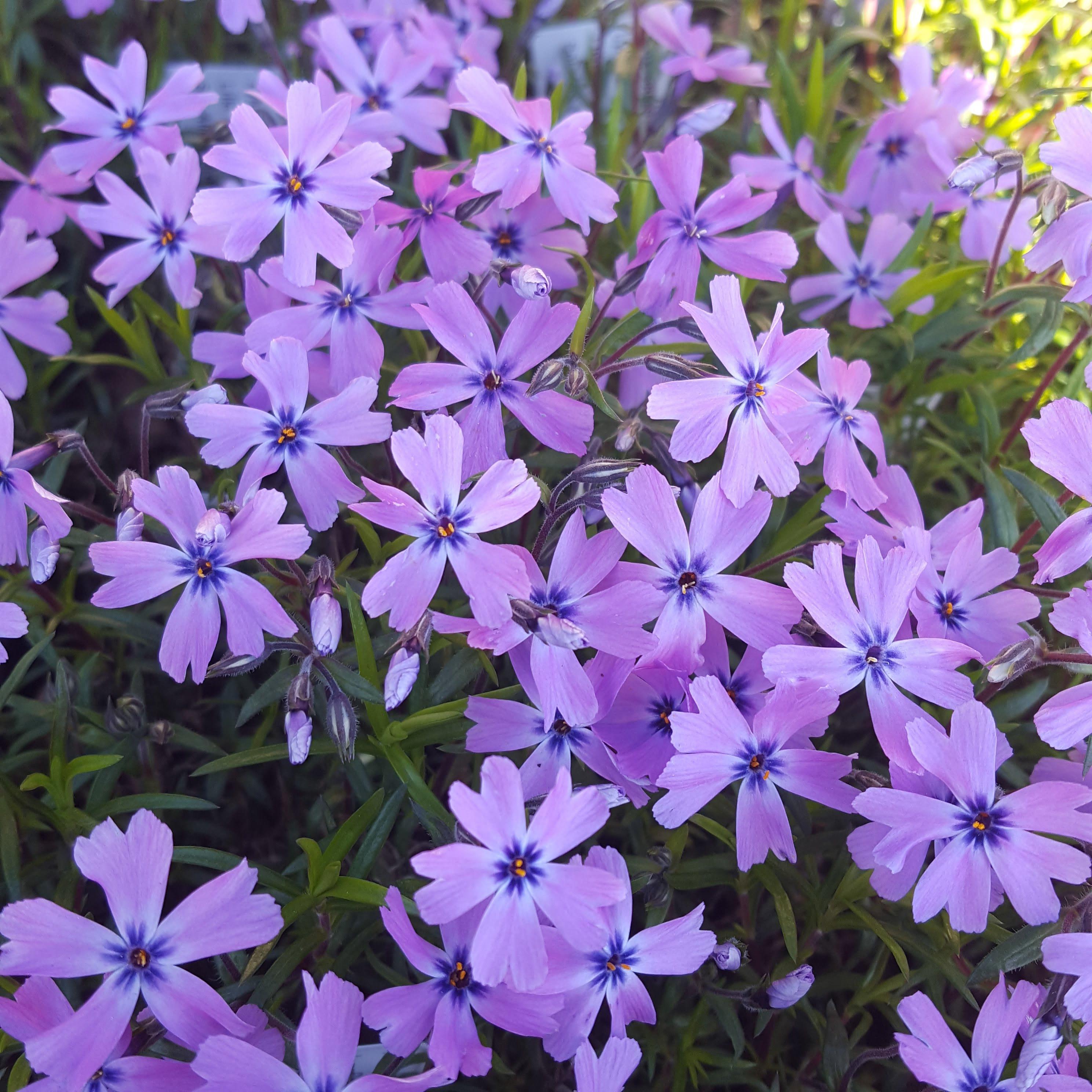 Phlox subulata 'Purple Beauty'. Lyngfloks