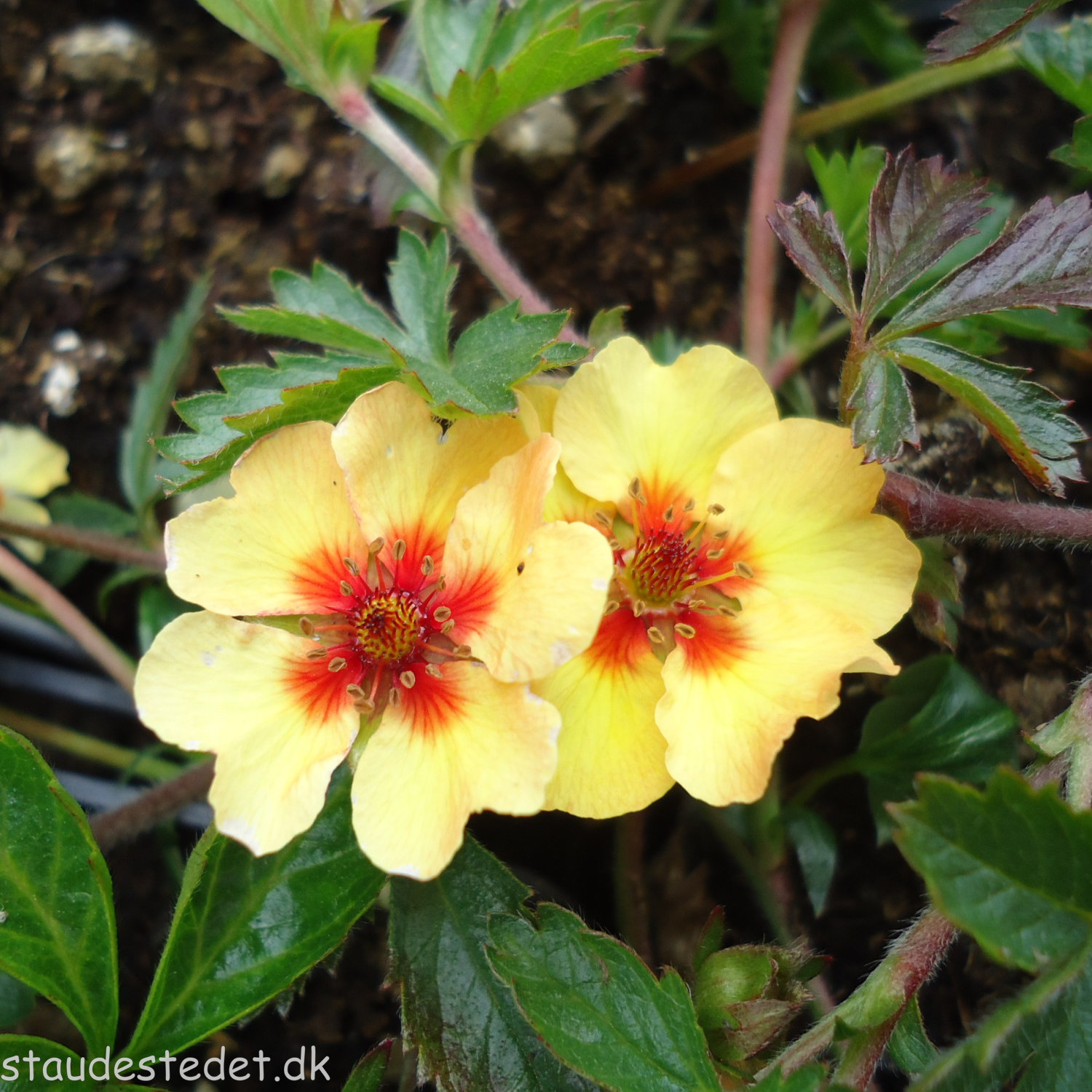 Potentilla Tonguei Staudepotentil