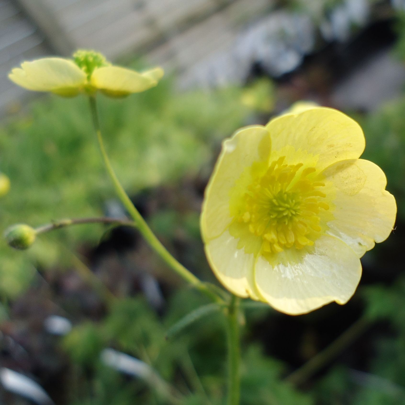 Ranunculus Acris 'Sulphureus'. Ranunkel