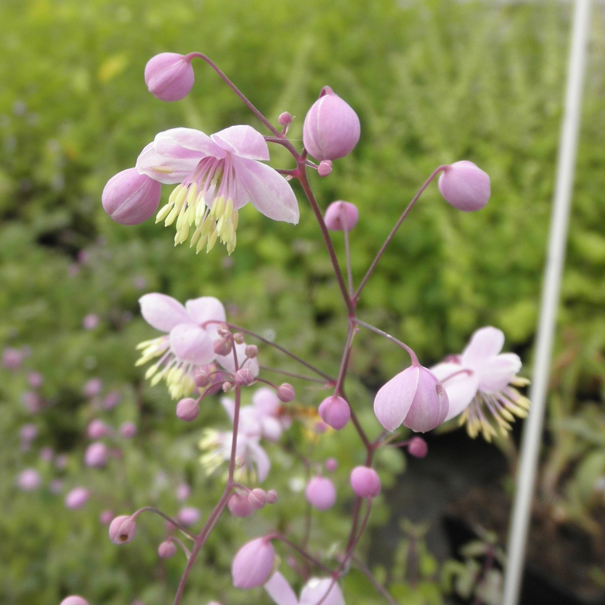 thalictrum-delavayi-violfr-stjerne